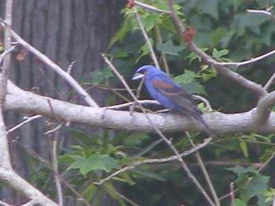 Grosbeak blue 6-08 b.JPG
