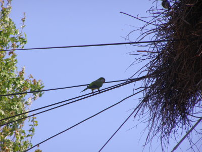 Parrot Monk Parakeet 5-08 c.JPG