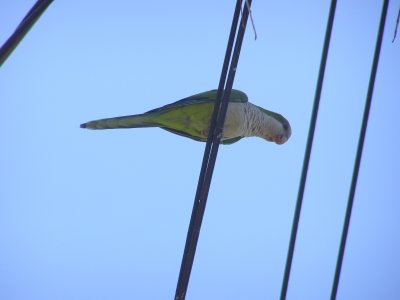 Parrot Monk Parakeet 5-08 d.JPG
