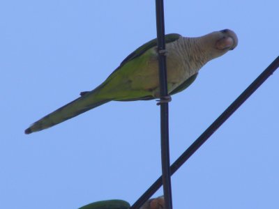 Parrot Monk Parakeet 5-08 g.JPG