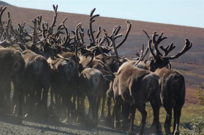 Caribou herd 1-03.jpg