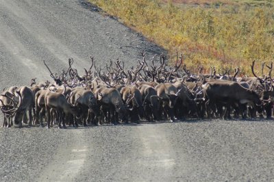 Caribou herd 1-01.jpg