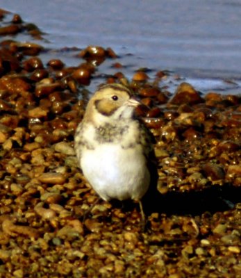 Lapland Longspur 02.jpg