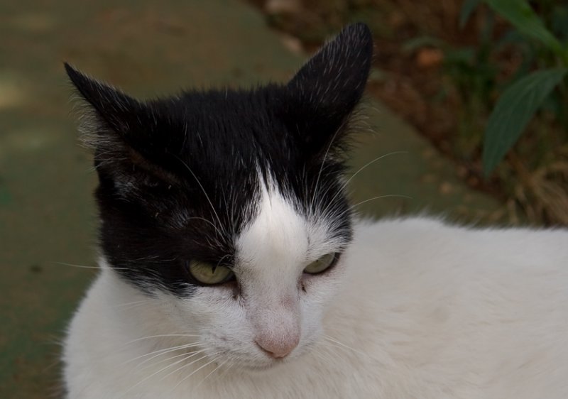 momma cat