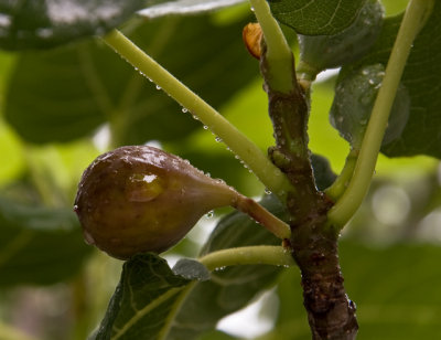 fig tree