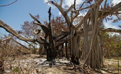 Rock Sound Banyan tree