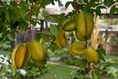 Duck Inn's Carambola