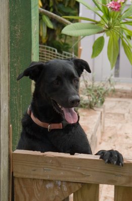 Buddy