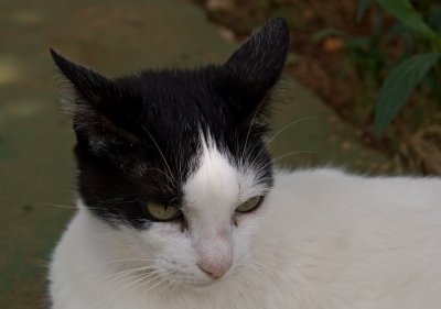 momma cat