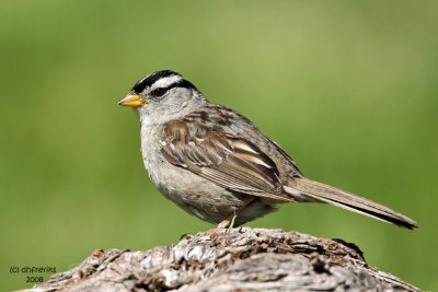 White-crowned Sparrow. Whidbey Is. WA