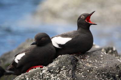 Pigeon Guillemot. Whidbey Is. WA