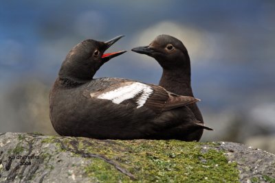 Pigeon Guillemot. Whidbey Is. WA