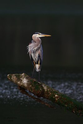 Great Blue Heron. Whidbey Is. WA