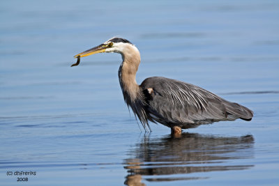 Great Blue Heron. Anacortes, WA