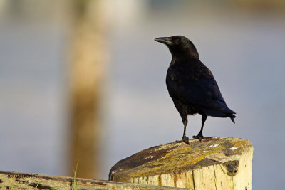 Northwestern Crow. Anacortes, WA