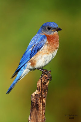 Eastern Bluebird. Kewaskum, WI