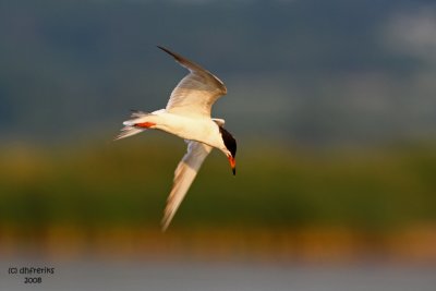 Forsters Tern. Horicon Marsh, WI