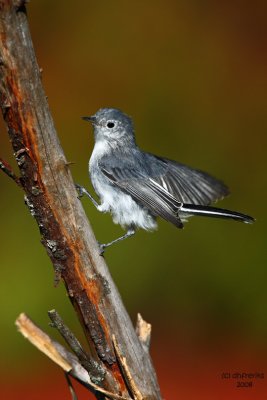 Blue-gray Gnatcatcher. Kewaskum, WI