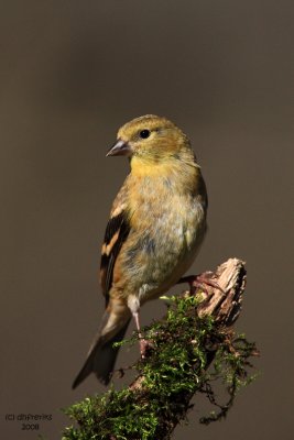 American Goldfinch. Kewaskum, WI