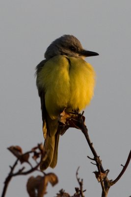 tropical_kingbird__washington