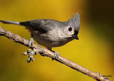 Tufted Titmouse. Chesapeake, OH