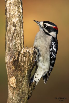 woodpeckers_nuthatches_etc