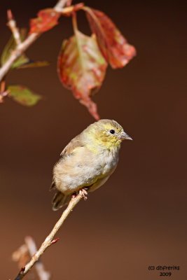 Goldfinch. Chesapeake, OH