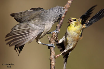 T. Titmouse and Goldfinch having a spat. Chesapeake, OH
