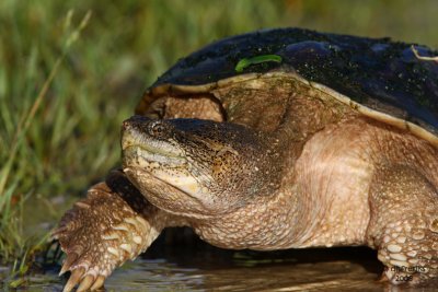 Snapping Turtle. Horicon Marsh, WI