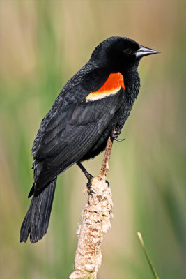 Red-winged Blackbird. Kohler-Andre SP.  WI