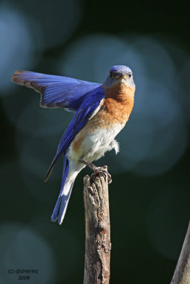 Eastern Bluebird. Kewaskum, WI