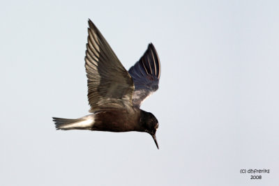 Black Tern. Horicon Marsh, WI
