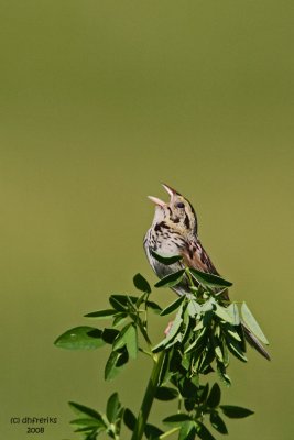 Henslow's Sparrow. Horicon Marsh, WI
