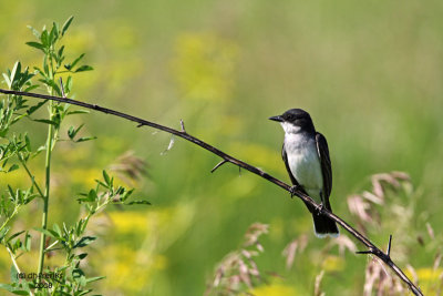 Eastern Kingbird. Horicon Marsh, WI