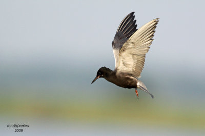 Black Tern. Horicon Marsh, WI