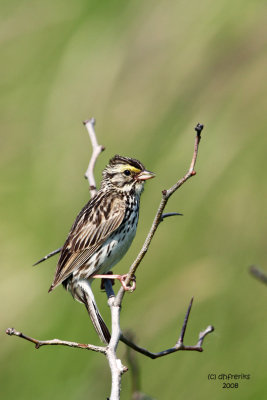 Savannah Sparrow. Horicon Marsh, WI