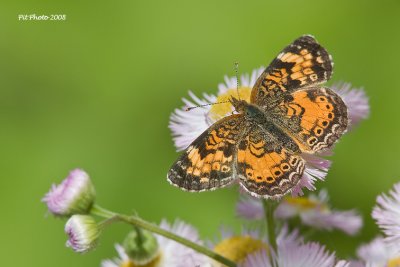 Phyciodes tharos - Pearl Crescent (Croissant perl)