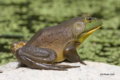 Ouaouaron / American Bullfrog (Rana catesbeiana)