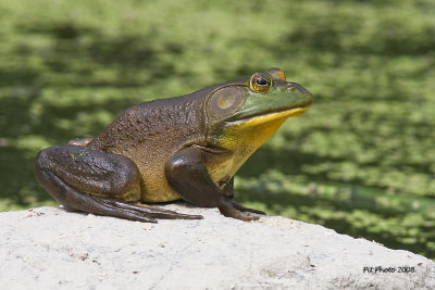 Ouaouaron / American Bullfrog (Rana catesbeiana)