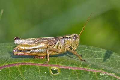 Mélanople birayé / Two-striped Grasshopper male (Melanoplus bivittatus)