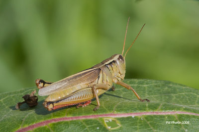 Mélanople birayé / Two-striped Grasshopper male (Melanoplus bivittatus)