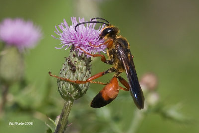 Sphex ichneumoneus - Great Golden Digger Wasp (Grand sphex doré)