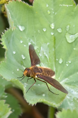Syrphe sp.