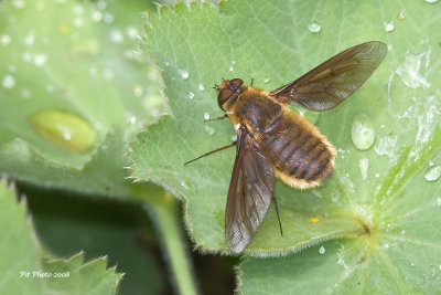 Bee Fly (Poecilanthrax tegminipennis)