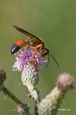 Sphex ichneumoneus - Great Golden Digger Wasp (Grand sphex doré)