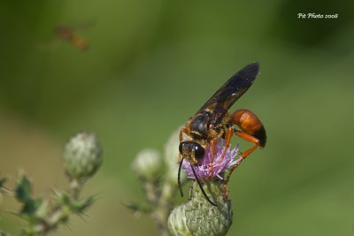 Sphex ichneumoneus - Great Golden Digger Wasp (Grand sphex doré)