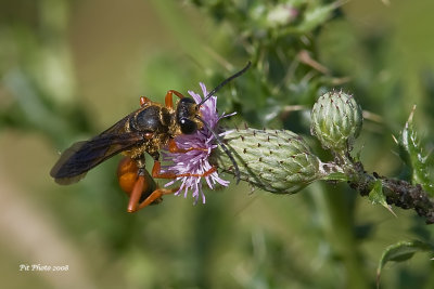 Sphex ichneumoneus - Great Golden Digger Wasp (Grand sphex doré)