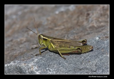 Mélanople birayé / Two-striped Grasshopper female (Melanoplus bivittatus)