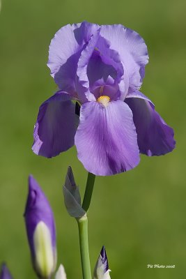 Iris barbu