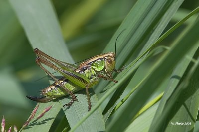 Metrioptera roeselii - Roesel's bush cricket (Decticelle bariolée)